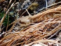 Slithering Northern Pacific Rattlesnake, Castella, California, USA